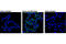 CD79a antibody, 14732S, Cell Signaling Technology, Immunofluorescence image 