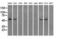 ATP Synthase F1 Subunit Beta antibody, LS-B13289, Lifespan Biosciences, Western Blot image 