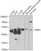 Zinc finger protein AEBP2 antibody, 22-914, ProSci, Western Blot image 