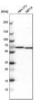 NOP58 Ribonucleoprotein antibody, PA5-53811, Invitrogen Antibodies, Western Blot image 