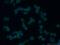 Colony Stimulating Factor 2 antibody, 17762-1-AP, Proteintech Group, Immunofluorescence image 