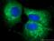 Lectin, Mannose Binding 1 antibody, 13364-1-AP, Proteintech Group, Immunofluorescence image 