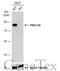 Protein Kinase C Substrate 80K-H antibody, GTX101856, GeneTex, Western Blot image 