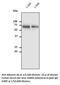 Albumin antibody, AB0232-200, SICGEN, Western Blot image 