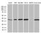 Syntaxin 3 antibody, LS-C795766, Lifespan Biosciences, Western Blot image 