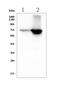 CD5 Molecule antibody, A00480-4, Boster Biological Technology, Western Blot image 
