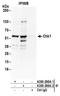 Checkpoint Kinase 1 antibody, A300-298A, Bethyl Labs, Immunoprecipitation image 