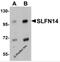 Schlafen Family Member 14 antibody, 5543, ProSci Inc, Western Blot image 