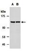 Sal-like protein 4 antibody, orb67276, Biorbyt, Western Blot image 