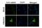 Influenza A Virus PA antibody, NBP2-42876, Novus Biologicals, Immunofluorescence image 