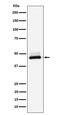 DnaJ Heat Shock Protein Family (Hsp40) Member A4 antibody, M10527, Boster Biological Technology, Western Blot image 