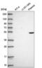 DNA protection during starvation protein antibody, NBP2-55185, Novus Biologicals, Western Blot image 