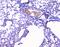 Collagen Type III Alpha 1 Chain antibody, A00788-3, Boster Biological Technology, Immunohistochemistry frozen image 