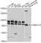 DnaJ homolog subfamily C member 10 antibody, abx125768, Abbexa, Western Blot image 