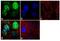Serine And Arginine Rich Splicing Factor 1 antibody, 32-4600, Invitrogen Antibodies, Immunofluorescence image 