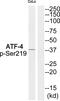 ATF4 antibody, abx012732, Abbexa, Western Blot image 