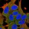 ADCYAP Receptor Type I antibody, HPA049877, Atlas Antibodies, Immunofluorescence image 
