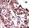 Nucleoside diphosphate kinase 7 antibody, LS-C101176, Lifespan Biosciences, Immunohistochemistry frozen image 