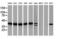 PIH1 Domain Containing 2 antibody, LS-C172694, Lifespan Biosciences, Western Blot image 