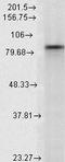 Heat shock protein HSP 90-alpha antibody, TA326367, Origene, Western Blot image 