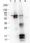 ErpA Protein antibody, orb344667, Biorbyt, Western Blot image 