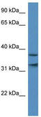 Mortality factor 4-like protein 1 antibody, TA331185, Origene, Western Blot image 