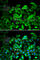 Annexin A1 antibody, A1118, ABclonal Technology, Immunofluorescence image 