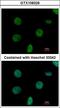 Cancer-related nucleoside-triphosphatase antibody, LS-C185973, Lifespan Biosciences, Immunocytochemistry image 