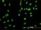DNA replication licensing factor MCM2 antibody, H00004171-M01, Novus Biologicals, Immunofluorescence image 