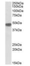 NADH dehydrogenase [ubiquinone] iron-sulfur protein 2, mitochondrial antibody, orb20587, Biorbyt, Western Blot image 