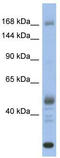 Chromodomain Helicase DNA Binding Protein 1 antibody, TA335877, Origene, Western Blot image 