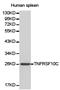 TNF Receptor Superfamily Member 10c antibody, TA326943, Origene, Western Blot image 