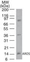 Active regulator of SIRT1 antibody, NBP2-24621, Novus Biologicals, Western Blot image 