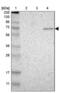 Zinc Finger Protein 37A antibody, PA5-51846, Invitrogen Antibodies, Western Blot image 