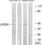 LAG1 longevity assurance homolog 4 antibody, A30561, Boster Biological Technology, Western Blot image 