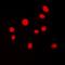 ATR Interacting Protein antibody, orb224133, Biorbyt, Immunofluorescence image 