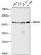 HPIP antibody, 23-724, ProSci, Western Blot image 
