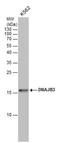 DnaJ Heat Shock Protein Family (Hsp40) Member B3 antibody, NBP2-43615, Novus Biologicals, Western Blot image 