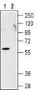 CXCR1 antibody, TA328792, Origene, Western Blot image 