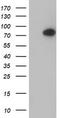 Complement C1s subcomponent antibody, TA504082, Origene, Western Blot image 