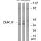 CMKLR1 antibody, PA5-49911, Invitrogen Antibodies, Western Blot image 