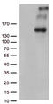 Protocadherin-15 antibody, LS-C796478, Lifespan Biosciences, Western Blot image 