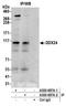 DEAD-Box Helicase 24 antibody, A300-697A, Bethyl Labs, Immunoprecipitation image 