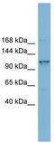 Coiled-Coil Domain Containing 87 antibody, TA344904, Origene, Western Blot image 