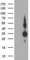 ZFP36 Ring Finger Protein antibody, TA502379S, Origene, Western Blot image 
