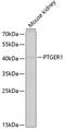 Prostaglandin E Receptor 1 antibody, GTX33181, GeneTex, Western Blot image 