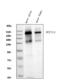 CAIN antibody, A02408, Boster Biological Technology, Western Blot image 