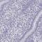RNA-binding protein 44 antibody, PA5-51886, Invitrogen Antibodies, Immunohistochemistry paraffin image 
