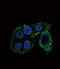 Cytochrome P450 Family 2 Subfamily S Member 1 antibody, LS-C167229, Lifespan Biosciences, Immunofluorescence image 