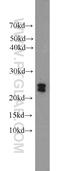 Methyltransferase Like 26 antibody, 20801-1-AP, Proteintech Group, Western Blot image 